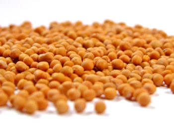 11º Domingo do Tempo Comum