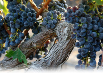 25º Domingo do Tempo Comum – Ano A