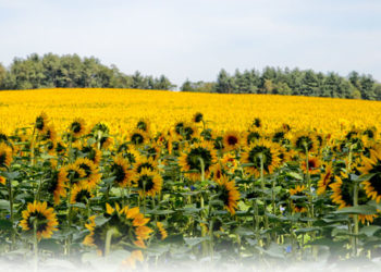 33º Domingo do Tempo Comum
