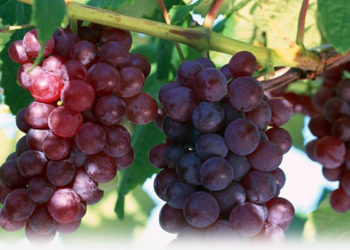 Liturgia para o 5º Domingo da Páscoa