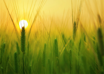 16º Domingo Do Tempo Comum