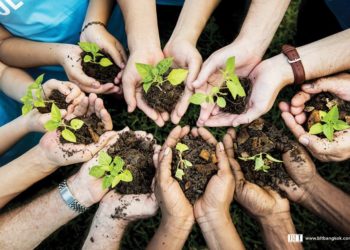 Finados: Enfrente a morte com um gesto de amor plantando uma árvore. Mensagem do presidente da CNBB
