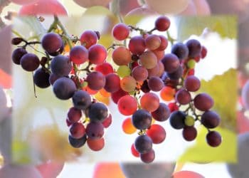 27º Domingo Do Tempo Comum