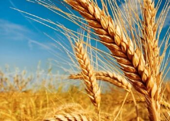 5º Domingo da Quaresma