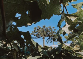 Memória agradecida: Dom Walter Jorge se despede da Diocese de União da Vitória